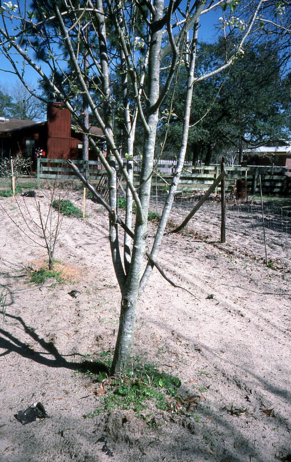 Tree with protective snake carvings on the property of Creek Indian Bobby Thomas Johns - Pensacola, Florida.