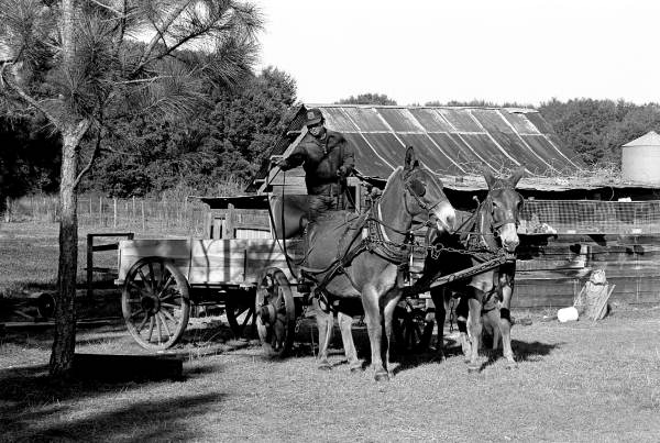 Raymond Richardson, apprentice of wheelwright and coach maker John Luther, and his team of mules: McAlpin, Florida