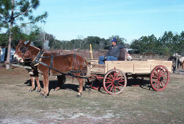 Raymond Richardson, apprentice of wheelwright and coach maker John Luther, and his team of mules- McAlpin, Florida