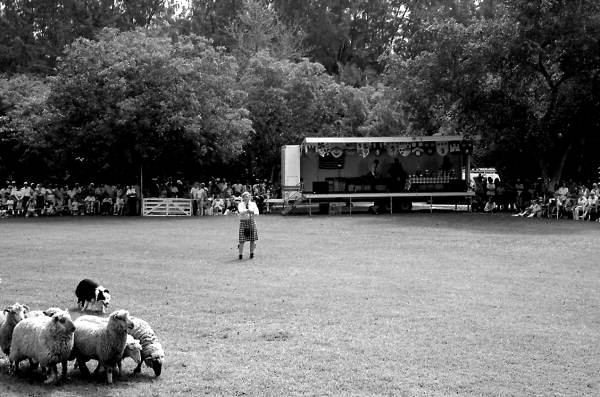 Quinn Tindall and his dog herding sheep at Key Biscayne Scottish Games- Key Biscayne, Florida