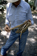 Cow whip maker George "Junior" Mills holding whip - Okeechobee, Florida.