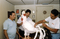 Isaac Duenas and apprentices putting finishing touches on a rooster to be used in festival - North Miami Beach, Florida.