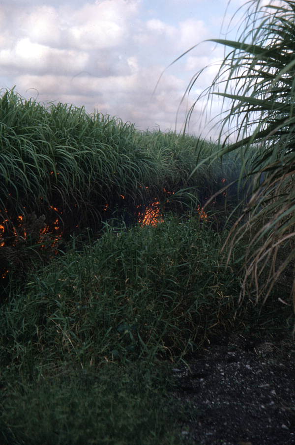 Burning a sugar cane field - Pahokee, Florida