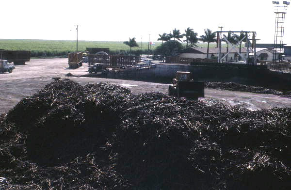 Sugar cane at a mill waiting to be processed - Pahokee, Florida