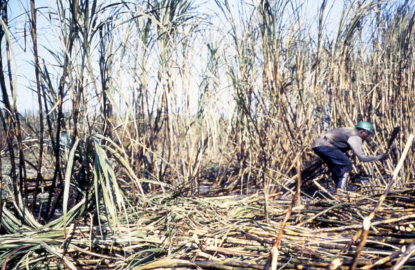 African American man cutting burnt sugar cane - Pahokee, Florida