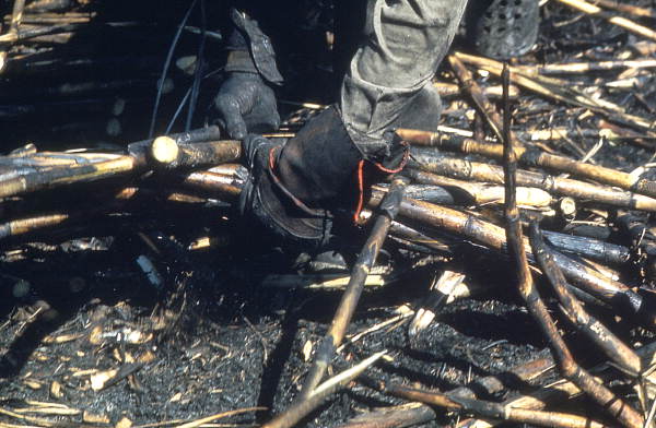 Collecting cut sugar cane - Pahokee, Florida