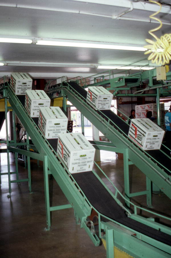 Boxes of peppers being conveyed to loading area - Boynton Beach, Florida.