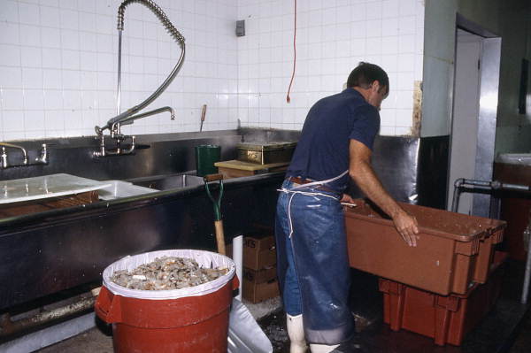 Worker in cleaning and packing area of Pinder's Fish Market - Riviera Beach, Florida.