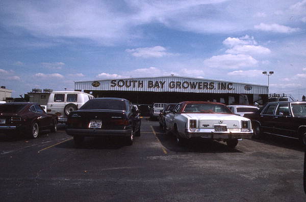 South Bay Growers packing house - South Bay, Florida.