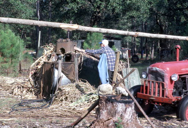 Wilmer Cribbs grinding sugarcane for making into syrup - Wellborn, Florida