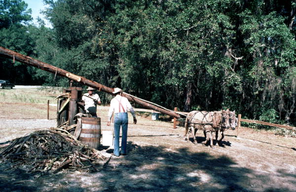 Grinding sugarcane for making into syrup - Wellborn, Florida