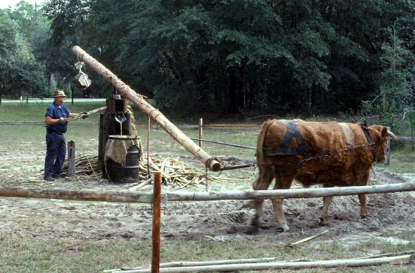 Harley Cason grinding sugarcane - White Springs, Florida
