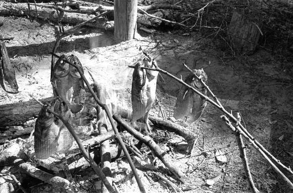 Mullet roasting at the 1988 Florida Folk Festival - White Springs, Florida