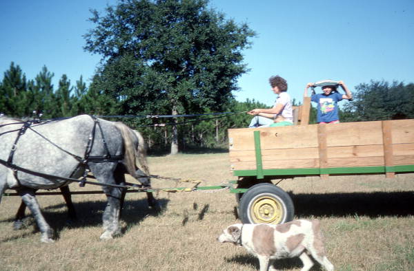 Patricia Duval driving a wagon harnessed to her Percheron horses - Wellborn, Florida