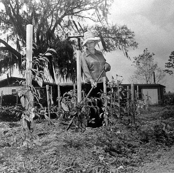 Mrs. Donnie Gader gardening datil peppers - St. Augustine, Florida