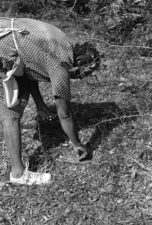 Jesse Mae Newsome picking deer tongue - White Springs, Florida