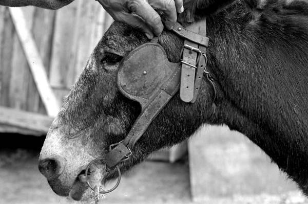 Close-up of mule owned by James Ambrose - Live Oak, Florida