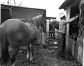 Minorcan cowboy Albert Triay at work : Saint Augustine, Florida