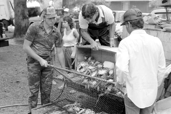 Crabs being steamed at the 1985 Crescent City Catfish Festival - Crescent City, Florida
