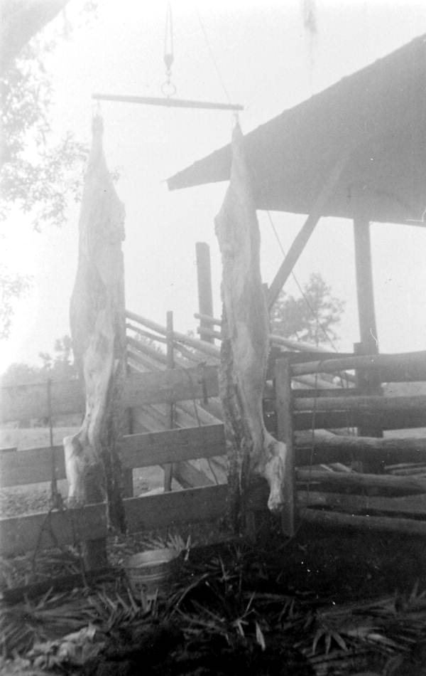 Hog butchering - Palatka, Florida.