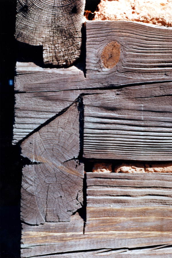 Detail of notching at the Morningside Nature Center - Gainesville, Florida.
