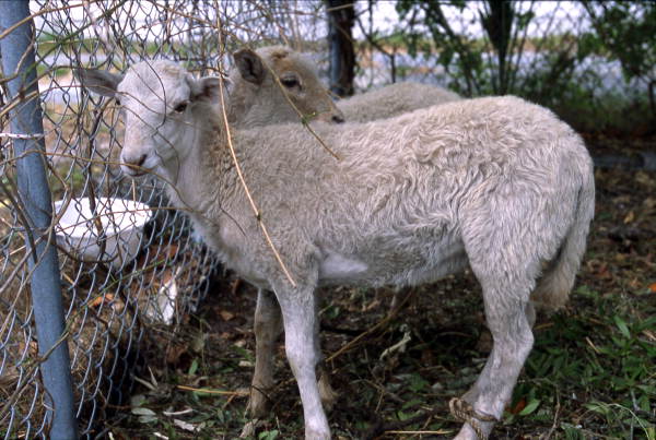 Lambs in the yard awaiting slaughter - Tarpon Springs, Florida.