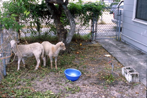 Lambs in the yard awaiting slaughter - Tarpon Springs, Florida.