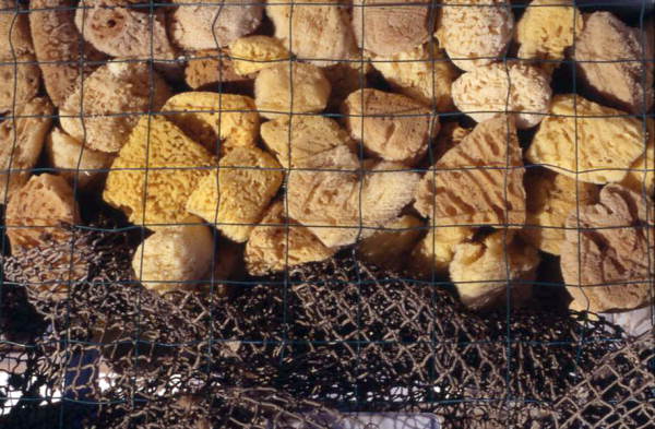 View of sponges - Tarpon Springs, Florida.