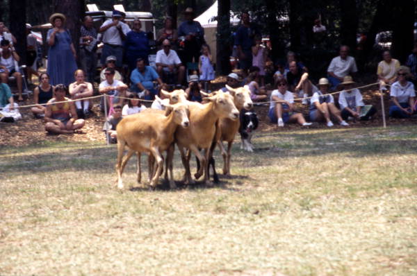 Spectators watch a border collie herd sheep at Florida Folklife Festival - White Springs, Florida.