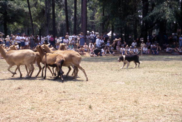 Spectators watch a border collie herd sheep at Florida Folklife Festival - White Springs, Florida.