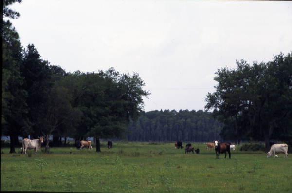 Cattle grazing in a field near Kissimmee - Osceola County, Florida.