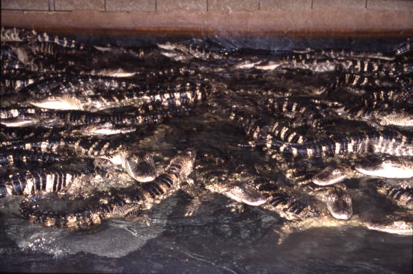 Alligators at Kelvin Townsend's farm - LaBelle, Florida.