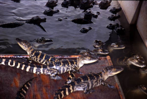Alligators at Kelvin Townsend's farm - LaBelle, Florida.