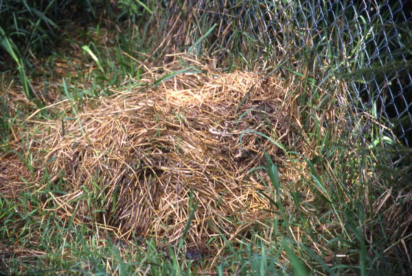 Alligator's nest - LaBelle, Florida.