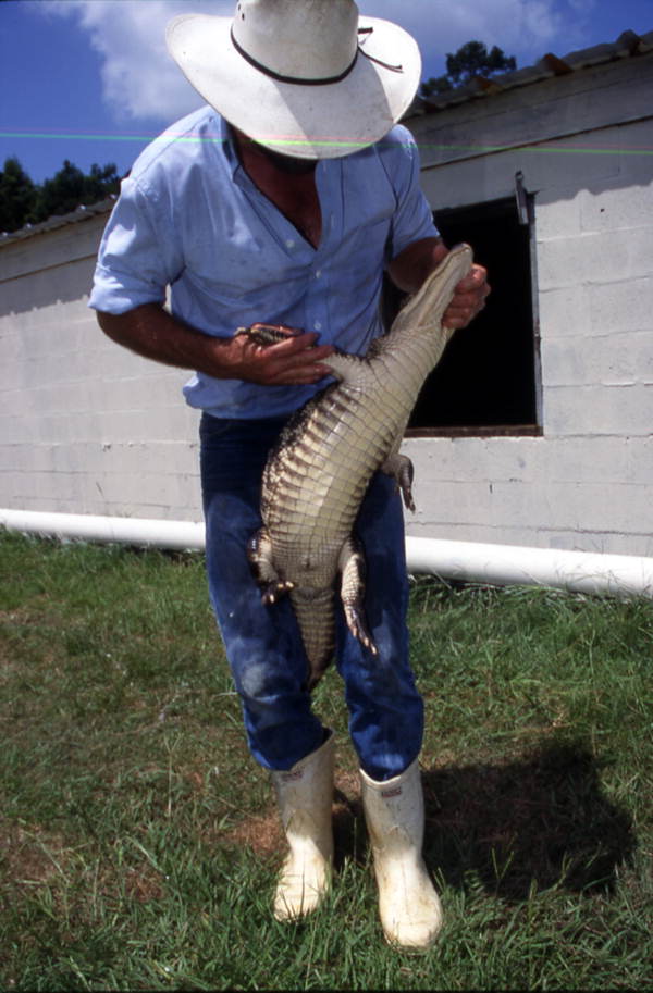 Kelvin Townsend with an alligator - LaBelle, Florida.