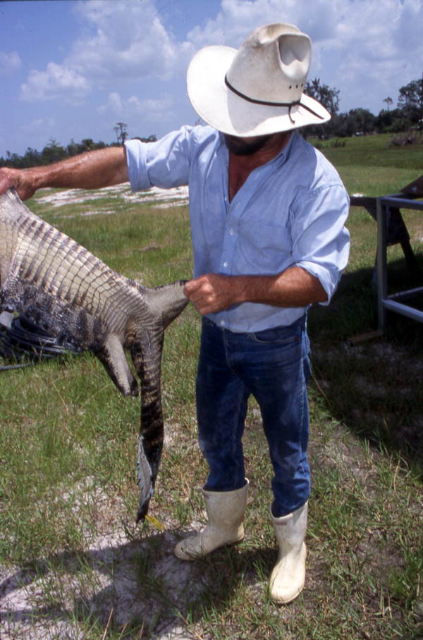 Kelvin Townsend holds an alligator skin - LaBelle, Florida.