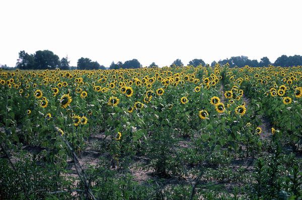 Field of sunflowers