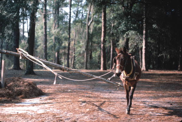 Mule used to power sugar cane grinding machine - White Springs, Florida