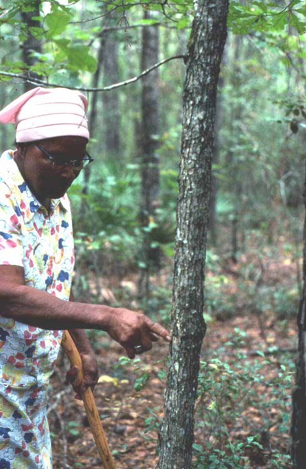 Lucreaty Clark pointing at white oak tree she will chop down to make baskets