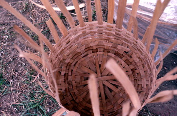 White oak basket being woven by Lucreaty Clark