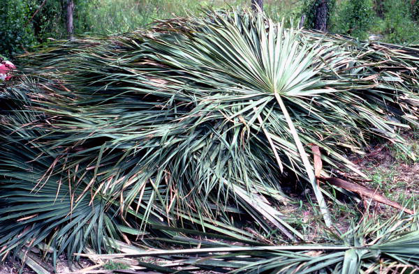Palm leaves gathered up by Mary Billie - Big Cypress Seminole Indian Reservation