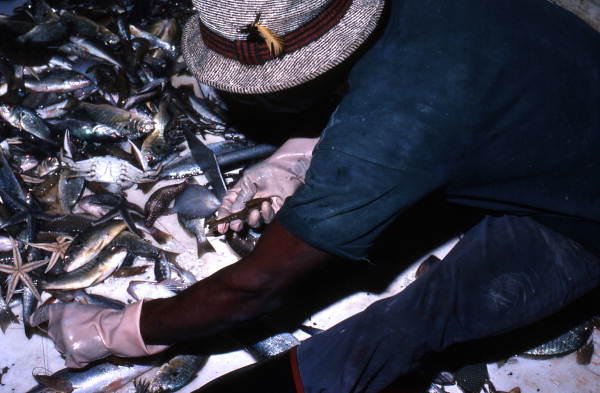 Shrimper gathering shrimp from the fishing net contents - Fernandina Beach, Florida