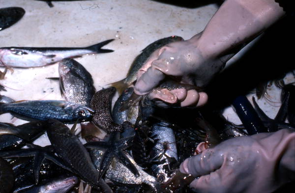 Shrimper collecting shrimp from the fishing net contents - Fernandina Beach, Florida