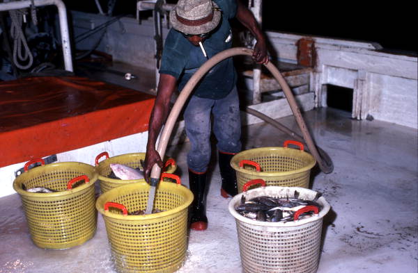 Shrimper watering the day's catch with hose - Fernandina Beach, Florida