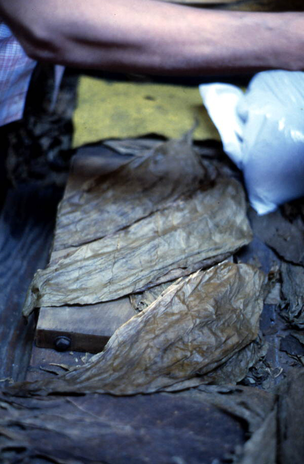 Some top choice tobacco leaves ready to be rolled at Ramar Cigars - Miami, Florida