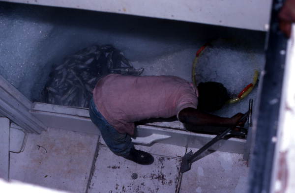 Shrimper packing the day's catch in ice - Fernandina Beach, Florida