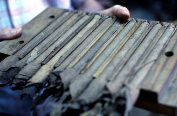 Rolled cigars in a mold ready for the press at Ramar Cigars - Miami, Florida.