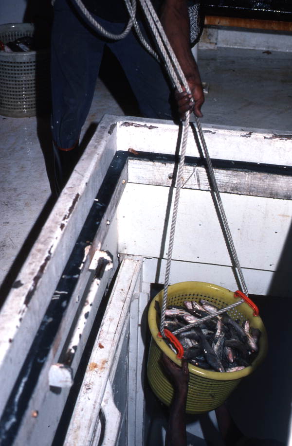 Shrimper lowering bucket of shrimp so it can be stored on ice - Fernandina Beach, Florida