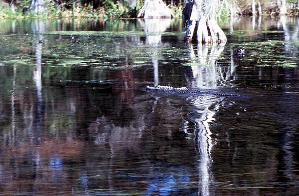 Alligator at Wakulla Springs - Wakulla Springs, Florida