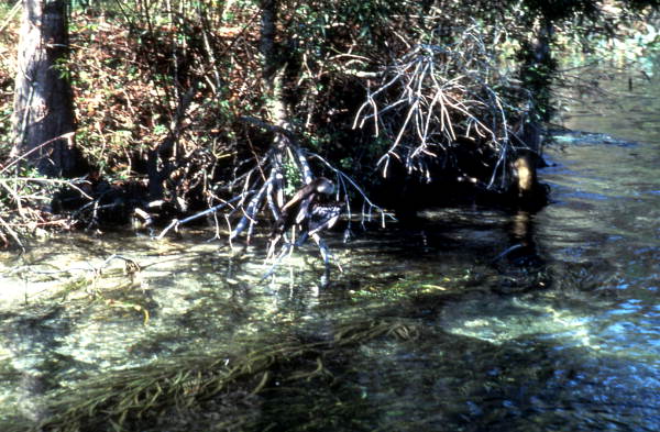 Water and plants at Wakulla Springs - Wakulla Springs, Florida